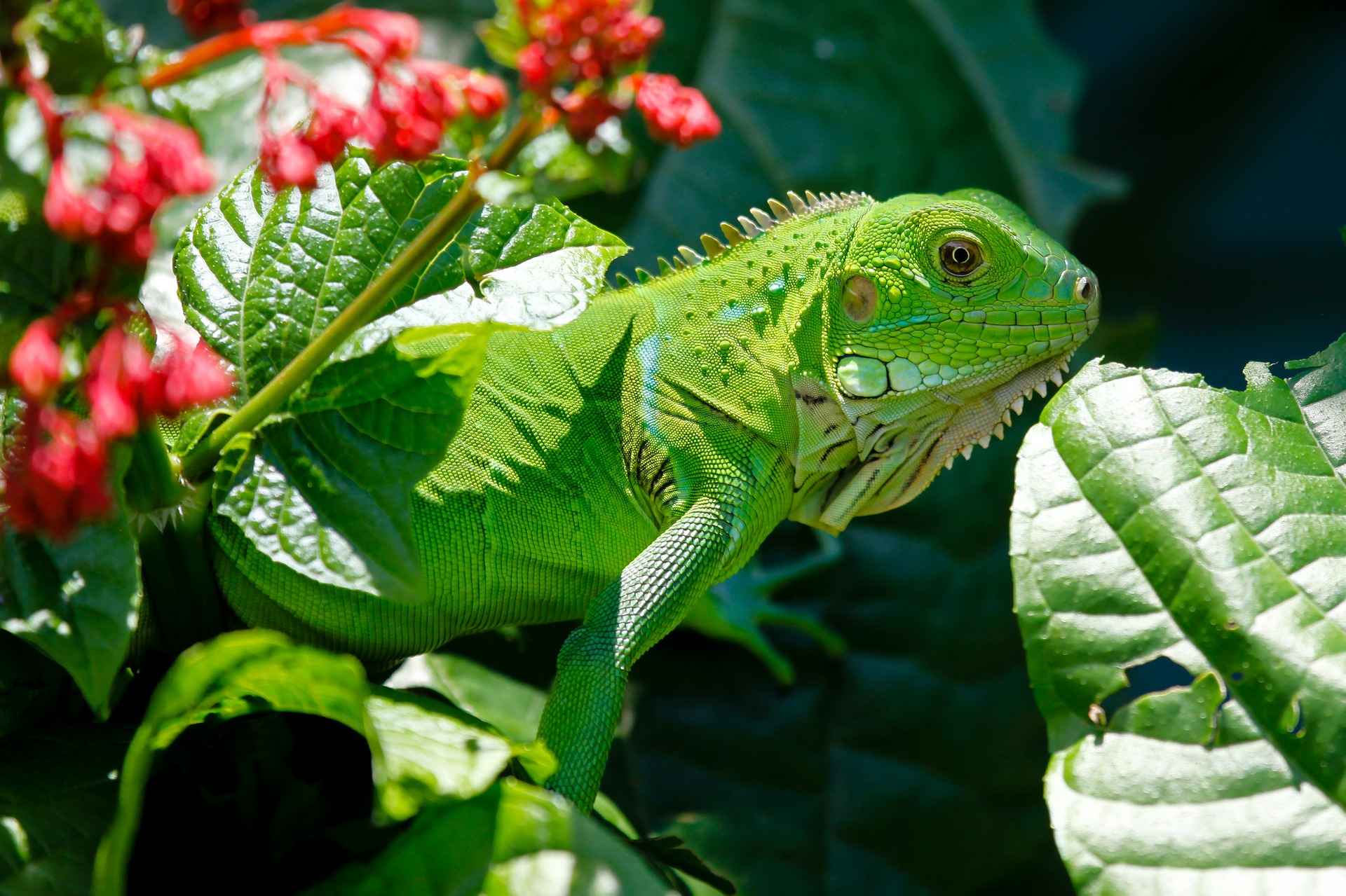 Iguana is van de familie leguanen. Het heeft een prachtige groene kleur.